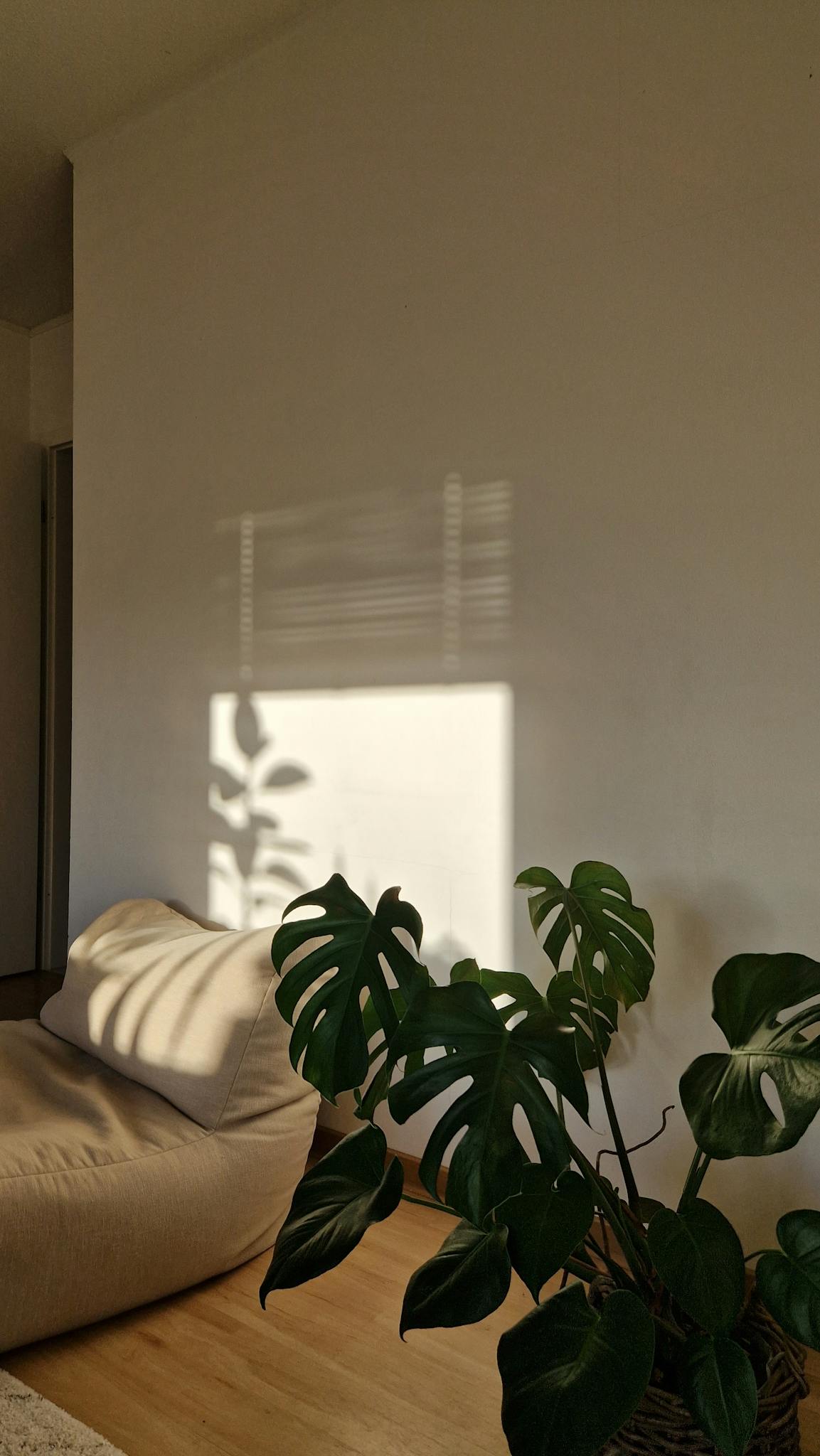 A Monstera Plant in a Modern Room