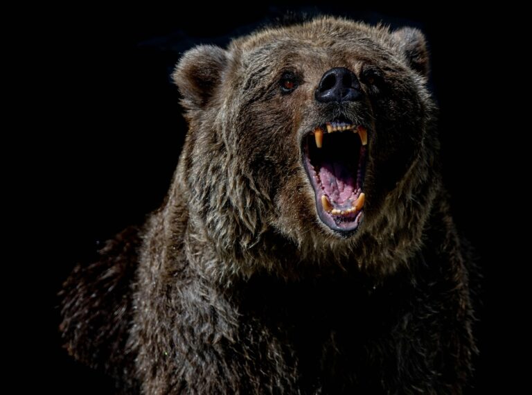 Advice for your next bear attack